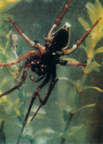 Серебрянка живет под водой в паутинном колоколе, наполненном воздухом, который паук приносит с поверхности на конце брюшка