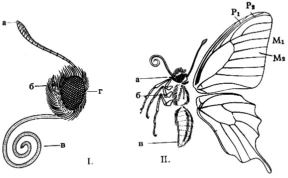1 - Голова бабочки: а) усик, б) щупик, в) хоботок, г) глаз