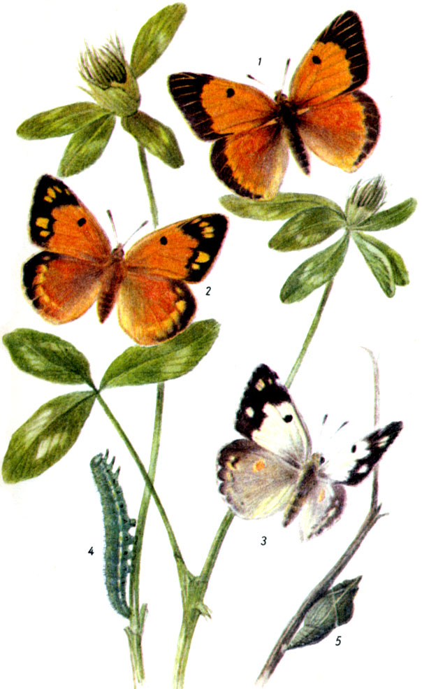 Желтушка шафранная. Colias crocea FOURCROY, 1785.Бабочка: прилет в Западную и Центральную Европу приходится на конец IV-V; летает до X в 2-3 поколениях. Гусеница питается на эспарцете, люцерне, ракитнике, вике, вязеле и других растениях. Зимует. 1-самец, 2-самка, 3-самка формы helice. 4-гусеница, 5-куколка