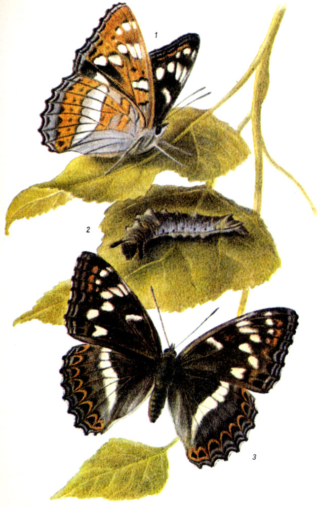 Ленточник тополевый. Limenitis populi LINNAEUS, 1758. Бабочка: VI -VII (иногда и VIII). Гусеница: до V, на осине и черном тополе, в основном на кустах и низких деревьях. Гусеница зимует и окукливается на верхней поверхности листа. 1-нижняя сторона крыльев, 2-гусеница, 3-бабочка