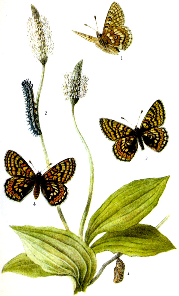 Шашечница авриния. Euphydryas aurinia ROTTEMBURC, 1775. Бабочка: V-VI (на севере и в горах VII, даже VIII). Гусеница: с VII до V, на луговом сивце, скабиозе,, высоком подорожнике и на других растениях. 1-нижняя сторона крыльев, 2-гусеница, 3-самец, 4-самка, 5-куколка hibernica