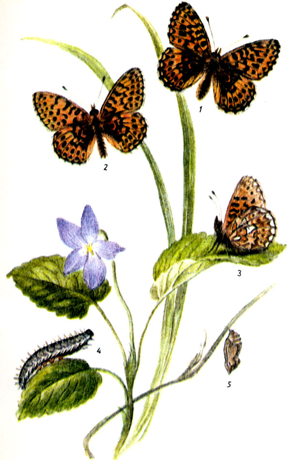 Перламутровка фиалковая, или эвфросина. Clossiana euphrosyne LINNAEUS, 1758.  Бабочка: IV-VII; VIII -IX. Гусеница: V-IV, на собачьей фиалке и землянике. Зимует после второй линьки. 
1-самка, 2-самец, 3-нижняя сторона крыльев, 4-гусеница, 5-куколка