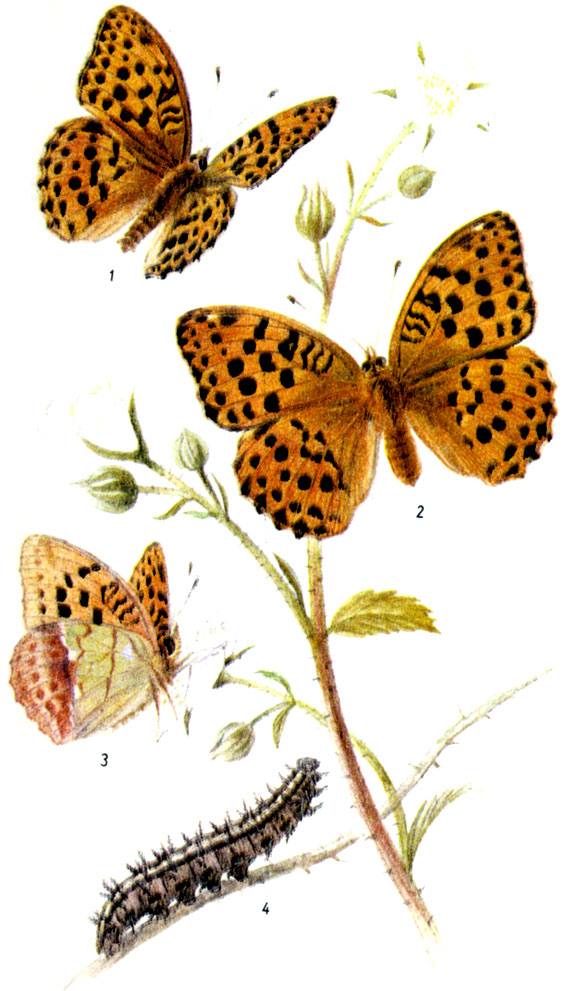 Перламутровка зеленоватая. Argyronome laodice PALLAS, 1771.  Бабочка: VII-IX. Гусеница: VIII-VI на болотной и собачьей фиалках. 1-самец, 2-самка, 3-нижняя сторона крыльев, 4-гусеница