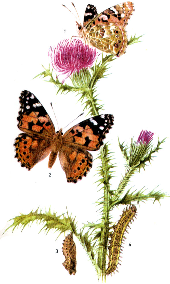 Репейница, или чертополоховка. Vanessa cardui LINNAEUS, 1758.  Бабочка: прилет с юга IV до VI, последующие генерации до X. Гусеница: с VI до IX, на ряде растений, таких как чертополох, бодяк, крапива и т.п. На юге гусеницы иногда отмечались как вредители культурных растений. 1-нижняя сторона крыльев, 2-бабочка, 3-куколка, 4-гусеница