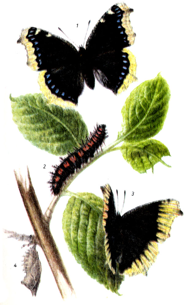 Траурница. Nymphalis antiopa LINNAEUS, 1758. Бабочка; VI-IX, после зимовки с III-IV до V, в горах перезимовавшие экземпляры встречаются еще в VI. Гусеница; VI-VII, на иве, березе, тополе, вязе и др. 1-бабочка, 2-гусеница, 3-форма hygiaea, 4-куколка