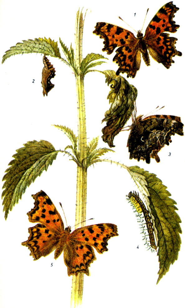 Углокрыльница с-белое. Polygonia c-album LINNAEUS, 1758. Бабочка: VI - VII; Vll-V или VIII-V. Гусеница: V-VII и VII-VI1I, на крапиве, хмеле, ильме, орешнике, крыжовнике,бруснике и др. 1-бабочка, 2-куколка, 3-нижняя сторона крыльев, 4-гусеница, 5-форма hutchinsoni