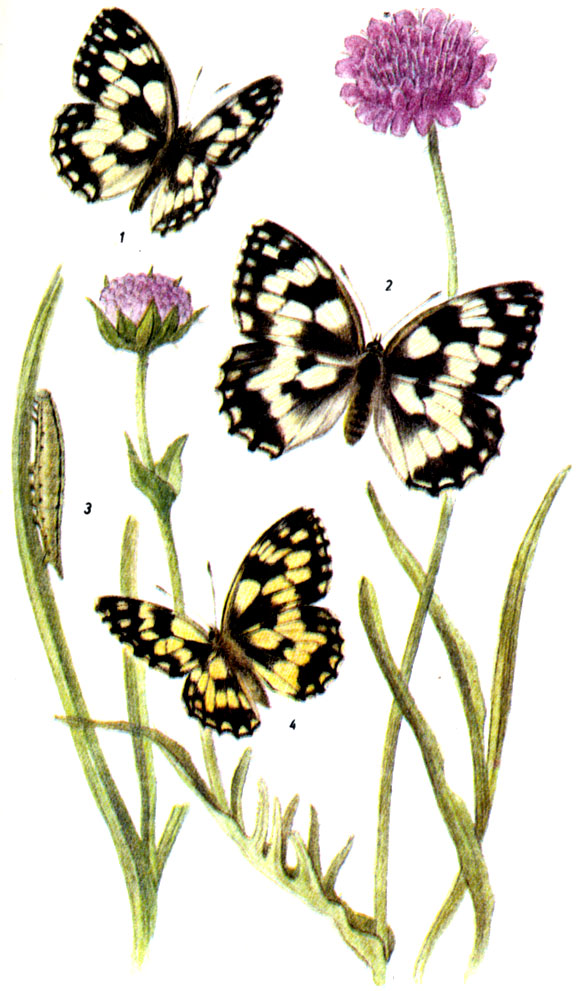 Галатея. Melanargia galathea LINNAEUS, 1758.  Бабочка: VI-VIII. Гусеница: с лета до V-VI, на тимофеевке луговой, пырее, еже и других злаках. 1-самец, 2-самка, 3-гусеница, 4-самец желтой формы
