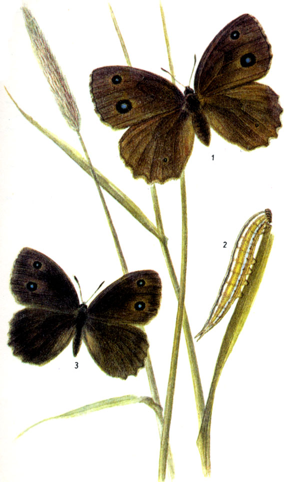 Дриада. Minois dryas SCOPOLI, 1763. Бабочка: VII-VIII, иногда и IX. Гусеница: с IX до V-VI, на злаках, например на райграсе, костре, еже, мятлике, овсянице и т.д. Стадия куколки продолжается около 4 недель. 1-самка, 2-гусеница, 3-самец