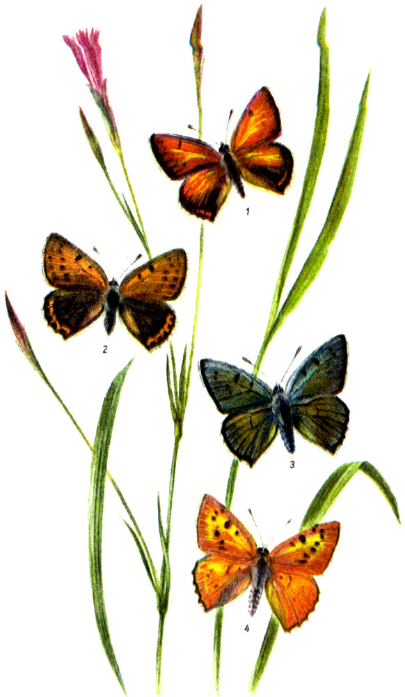 Многоглазка (червонец) щавелевая. Palaeochrysophanus hippothoe LINNAEUS, 1761. Многоглазка (червонец) фиолетовая, Heodes alciphron ROTTЕMBURG, 1775.  Р, hippothoe: V-VIII. Гусеница: с лета до V, на горце и щавеле. Н, alciphron: VI - VIII. Гусеница: с лета до V, на щавеле. P. hippothoe: 1-самец, 2-самка, Н. alciphron: 3-самец, 4-ssp. gordius (самец)